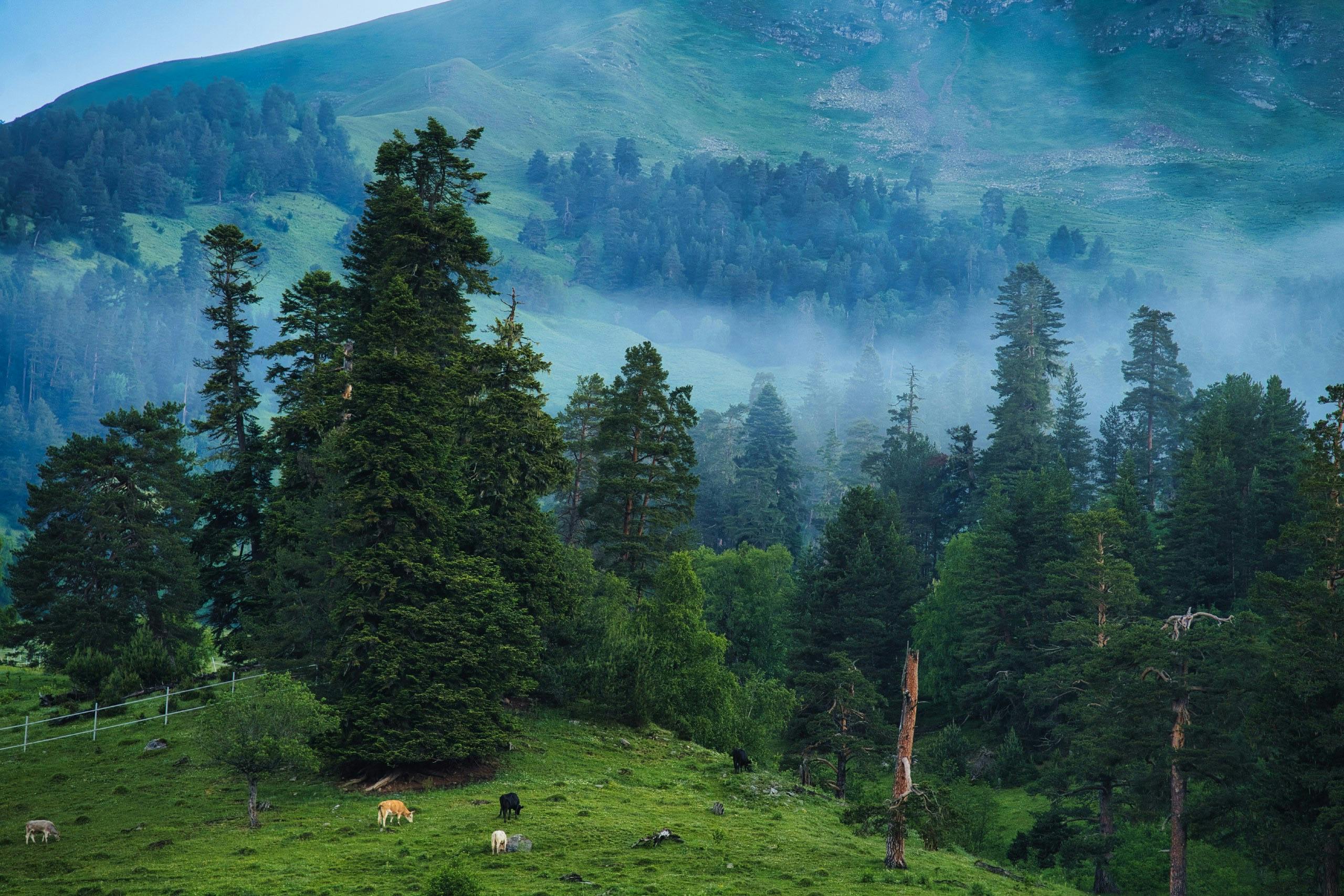 Diversidade genética do abeto-vermelho chinês revela respostas a mudanças climáticas