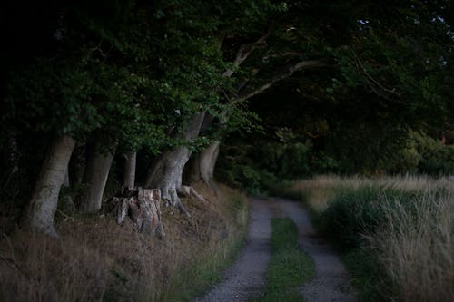 Безкоштовне стокове фото на тему «дерева, навколишнє середовище, поле»