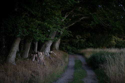 Immagine gratuita di alberi, ambiente, campo