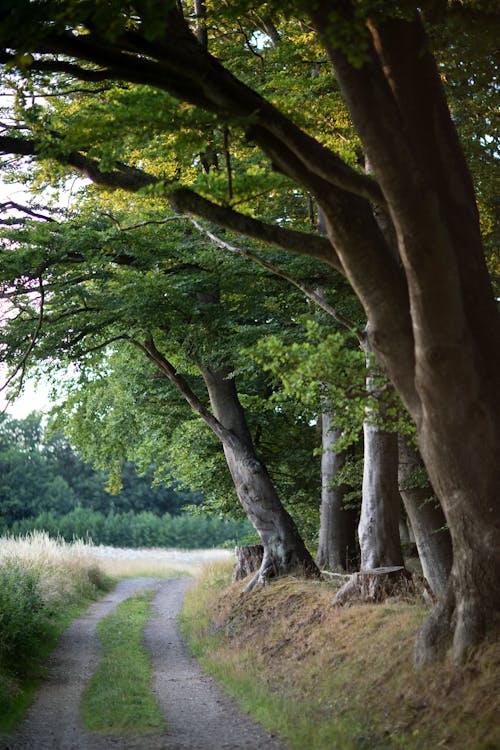 Immagine gratuita di alberi, ambiente, campo