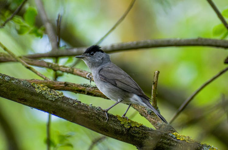 Close-Up Shot Of A Eurasian Blackcap Perched On A Tree Branch