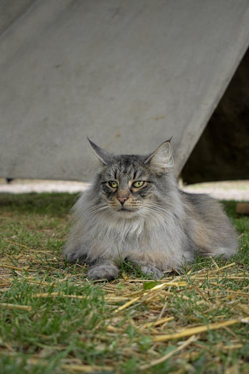 Foto d'estoc gratuïta de animal, felí, gat gris