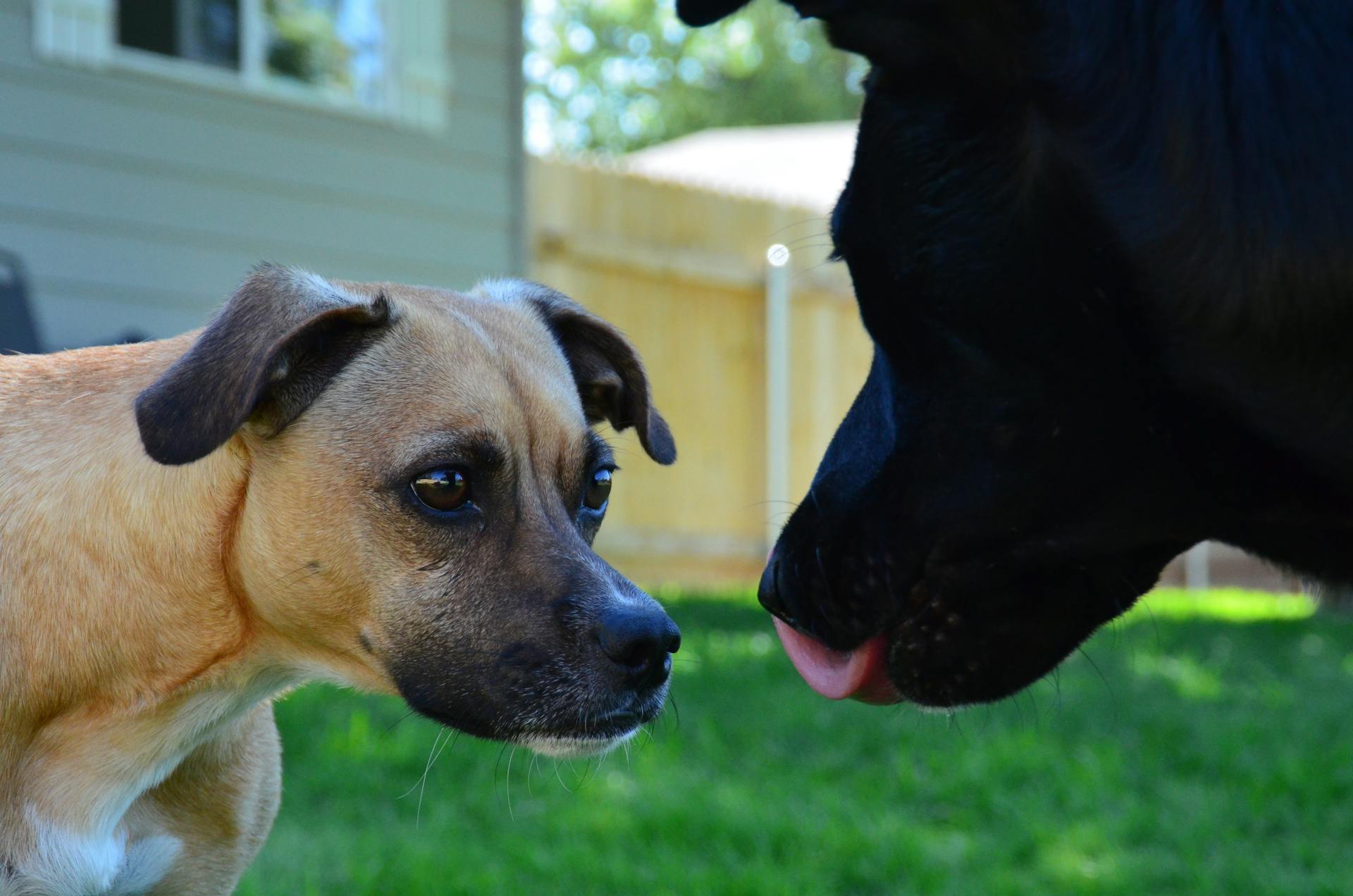 Dogs Looking at Each Other