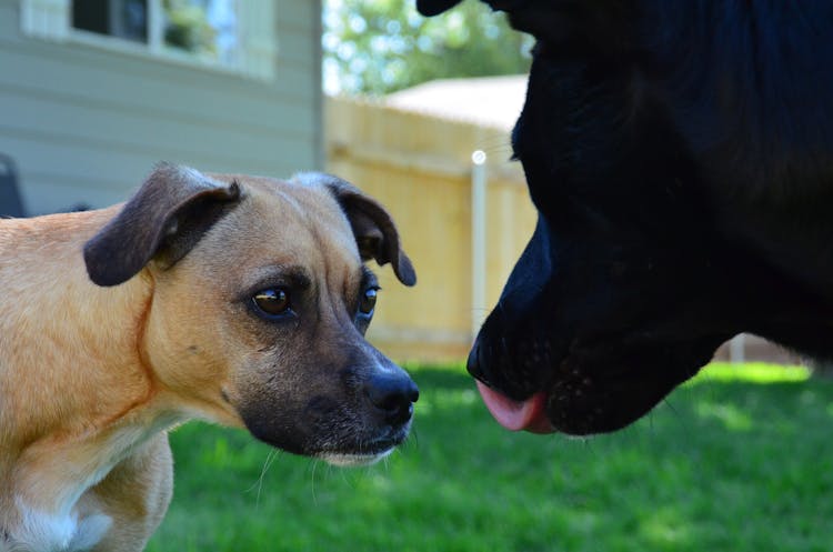 Dogs Looking At Each Other