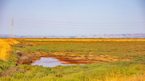 湿地, 澄んだ青い空, 田舎の無料の写真素材
