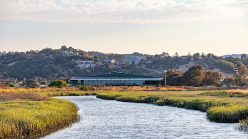 River Surrounded by Green Grass Field 