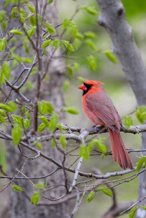 Close-Up Shot of Northern Cardinal Perched on Tree Branch
