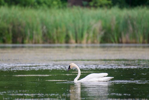 Free White Mute Swan on Water Stock Photo