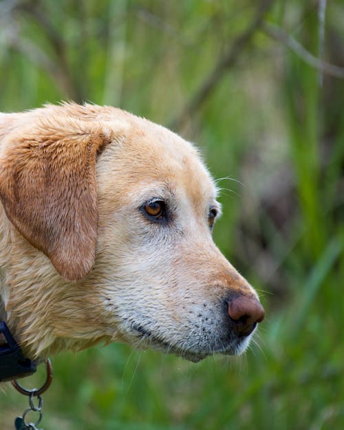 Yellow Labrador Retriever With Black Collar