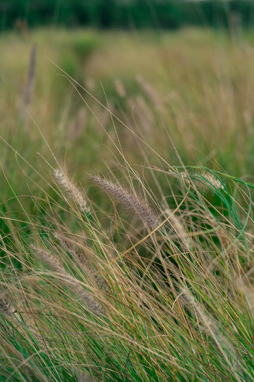 Close-Up Shot of Grass