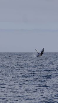 A breathtaking view of a whale breaching the ocean surface under a clear blue sky.