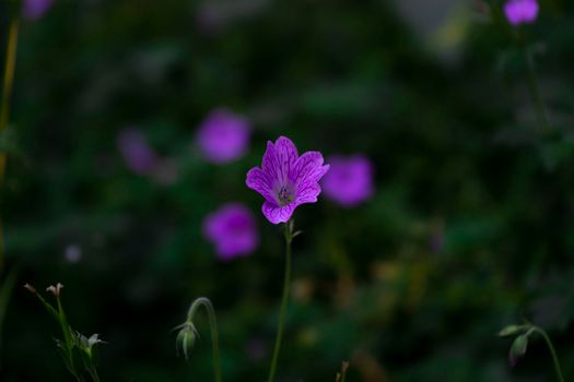 Purple flower