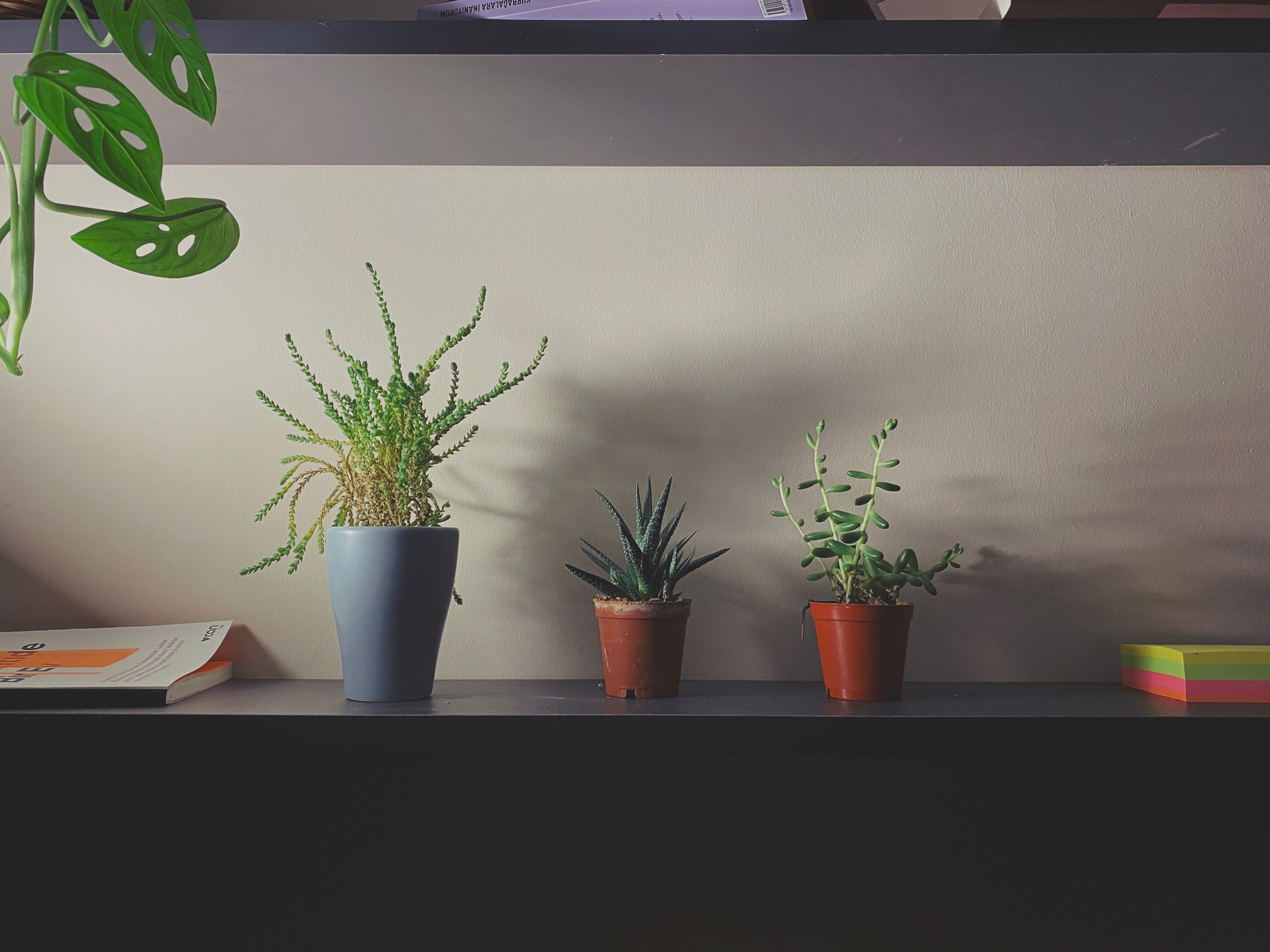 Innenraum eines kleinen Gartenbüros mit Schreibtisch, Stuhl und Regalen an der Wand