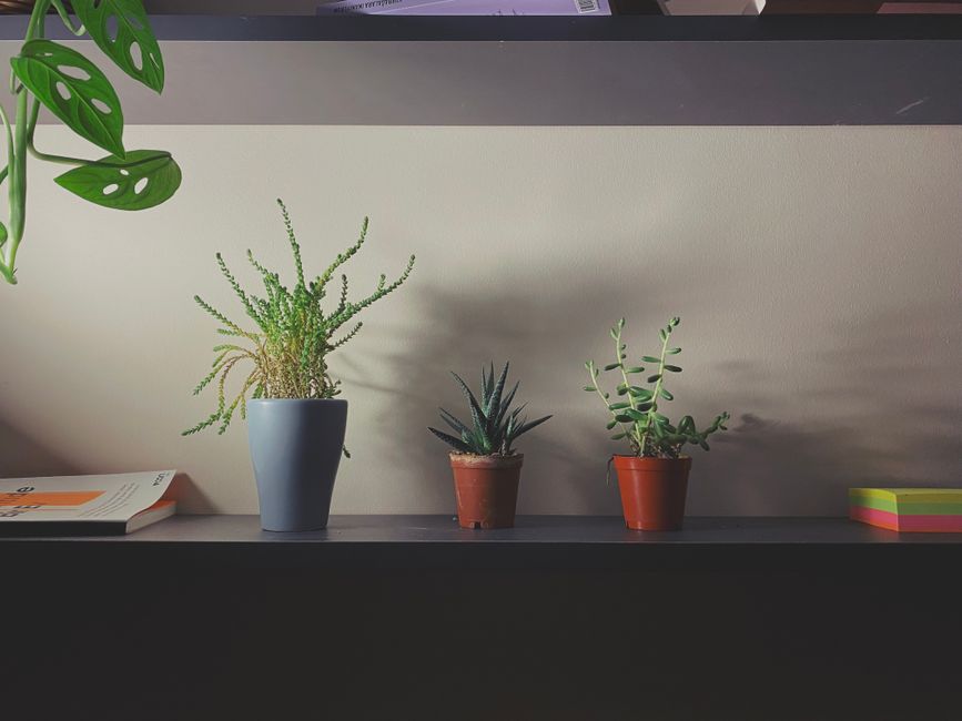 Innenraum eines kleinen Gartenbüros mit Schreibtisch, Stuhl und Regalen an der Wand