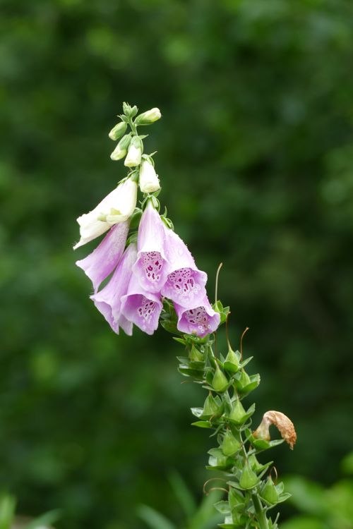 Free Vibrant purple foxglove flowers in full bloom, showcasing their unique beauty. Stock Photo