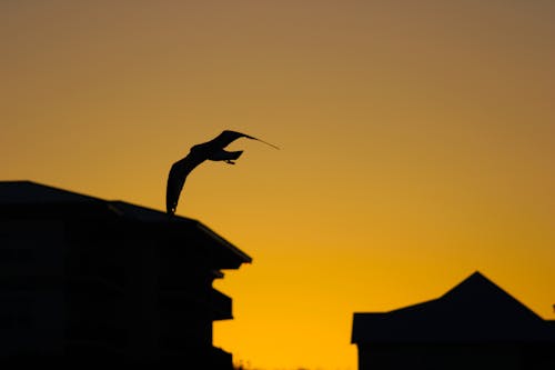 A Silhouette of a Flying Bird during the Golden Hour