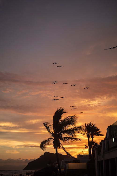 A Silhouette of Flying Birds and Palm Trees during the Golden Hour