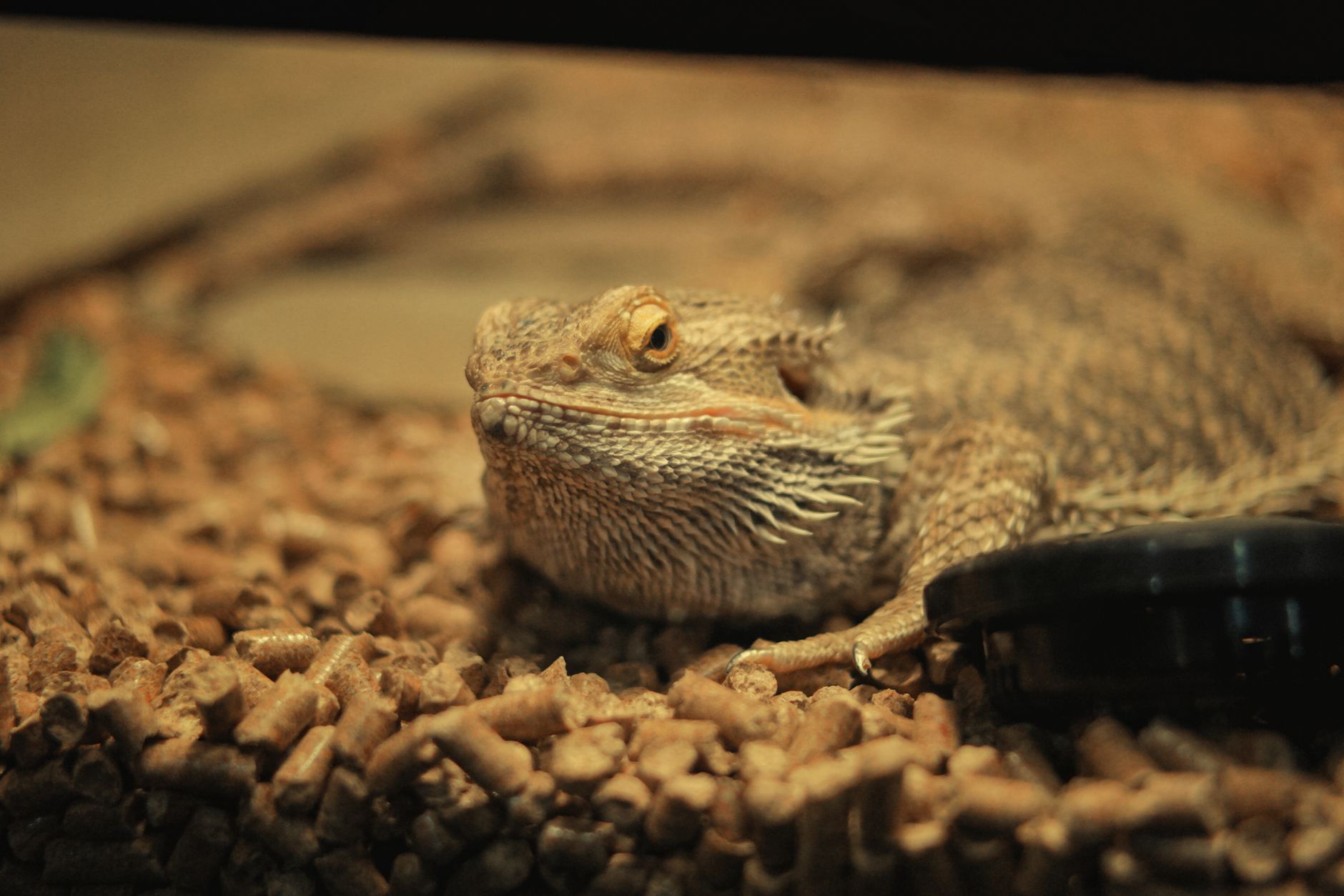 Best Reptile Substrate for Moisture Control (2026) – Keep Your Terrarium Fresh and Hygienic