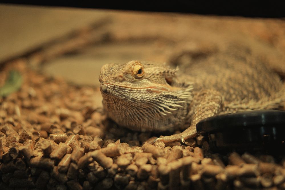 Bearded dragon resting on loose substrate inside an indoor terrarium