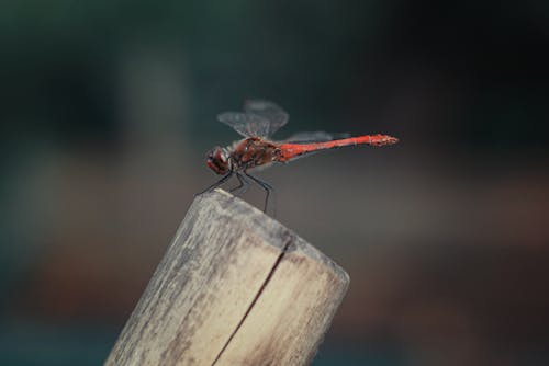Close-Up Shot of a Dragonfly on Wooden Stick