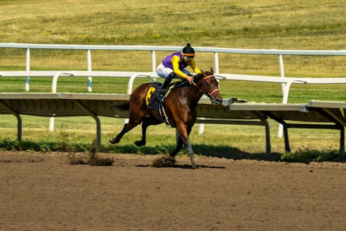 Foto profissional grátis de cavalgada, cavalo castanho, cavalo de corrida