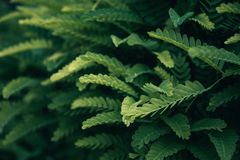 Green fern fronds — Min An on Pexels