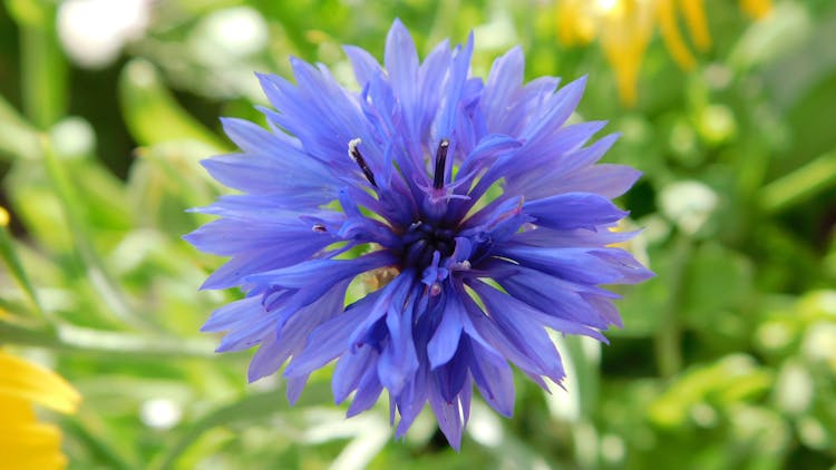 Close-up Photo Of A Cornflower Blue