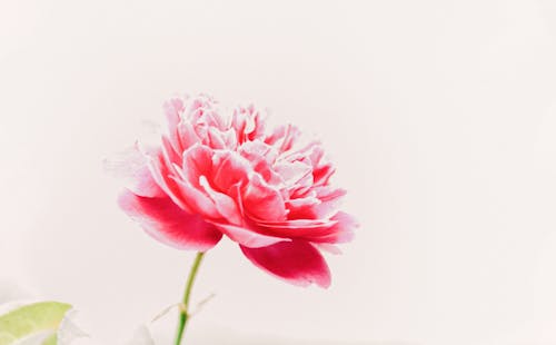 Δωρεάν στοκ φωτογραφιών με ανθίζω, άνθος, λουλούδι