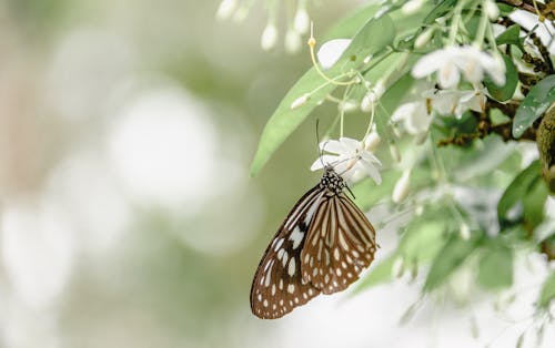 免费 棕色和白色的蝴蝶，在白花上 素材图片