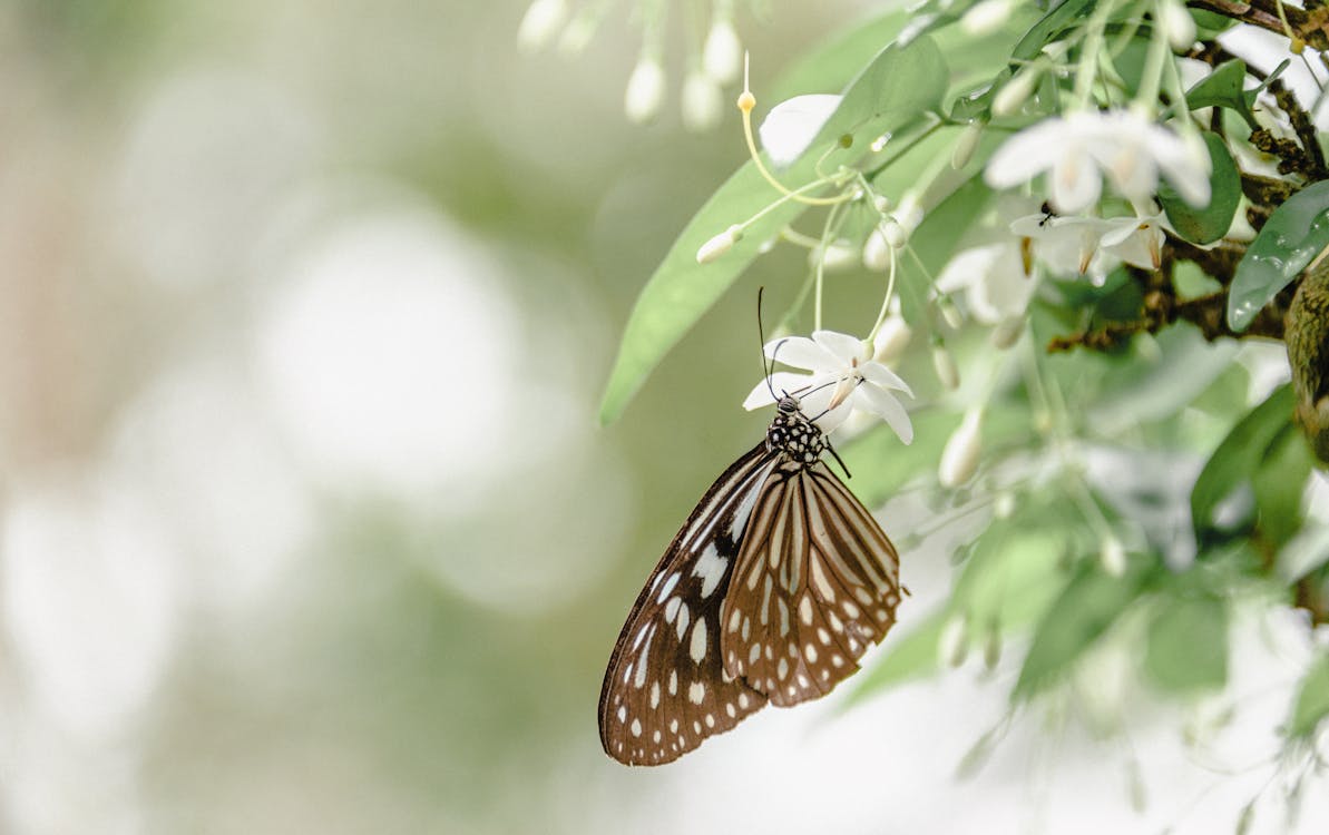 Kostenlos Brauner Und Weißer Schmetterling Auf Weißer Blume Stock-Foto
