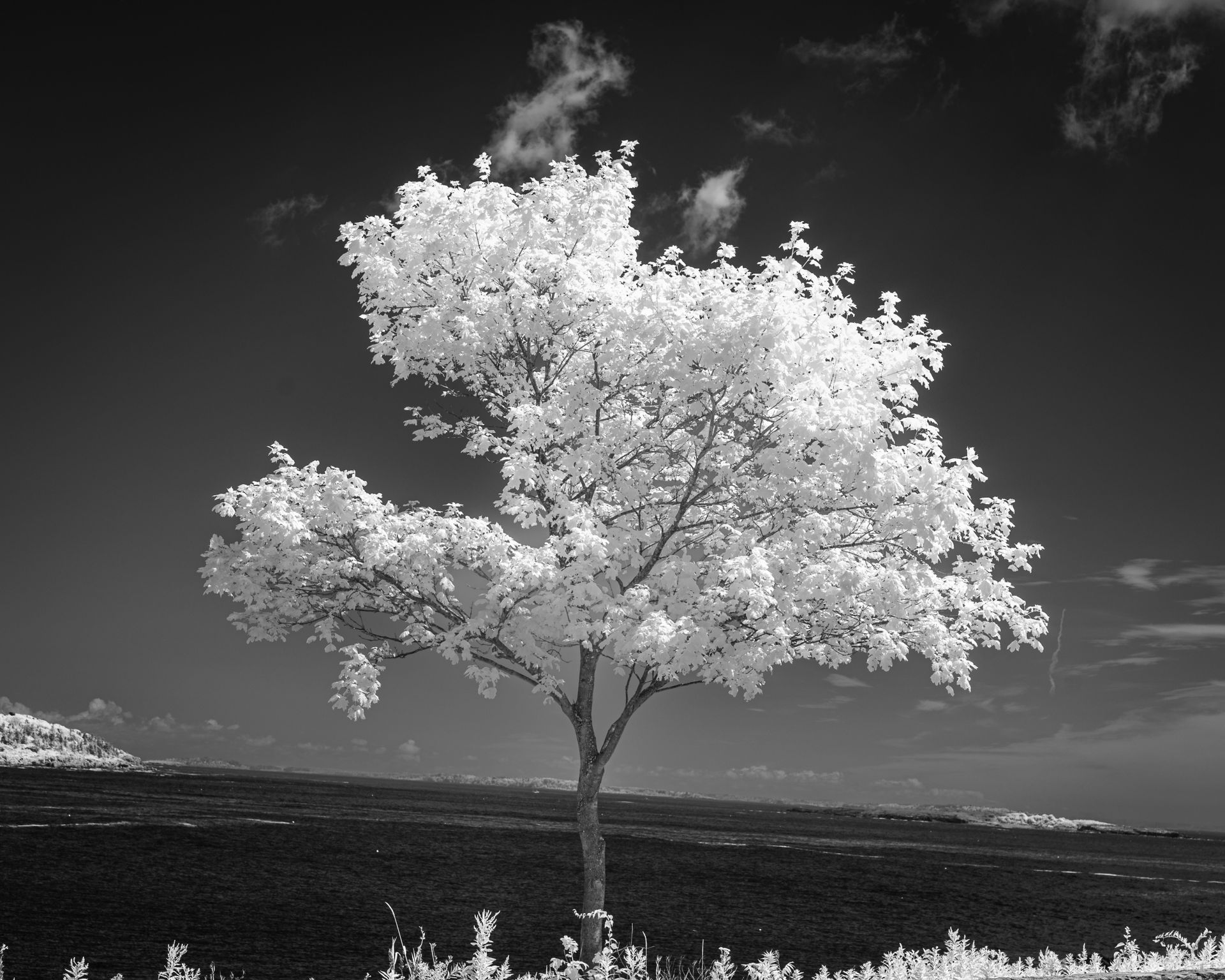 Striking infrared photo of a solitary tree by a river in black and white.