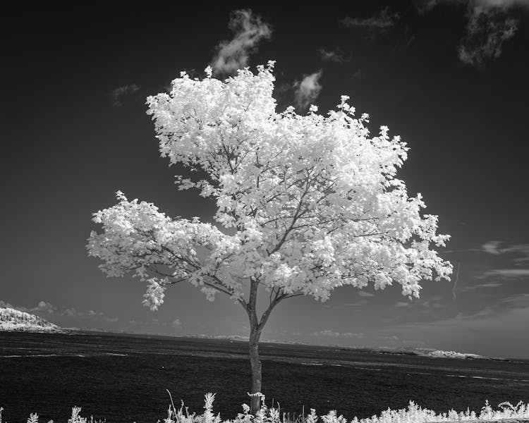 Grayscale Photo Of Tree Near River