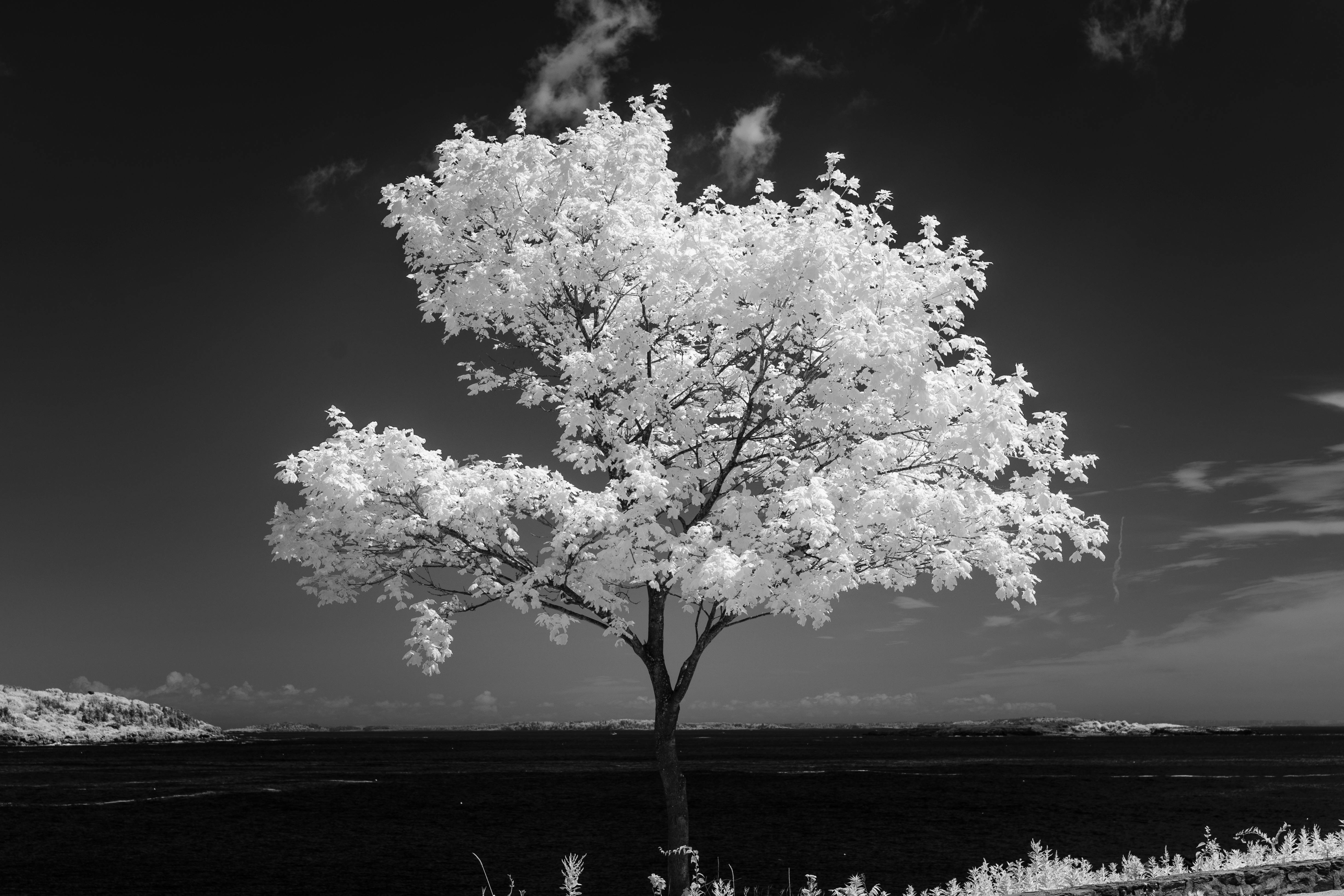 A captivating black and white landscape featuring a solitary tree with contrasting sky.