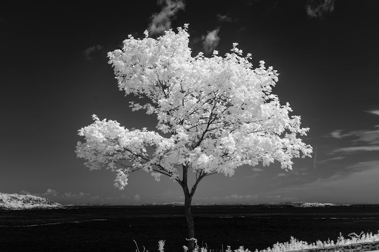 Black And White Of Tree Near A River