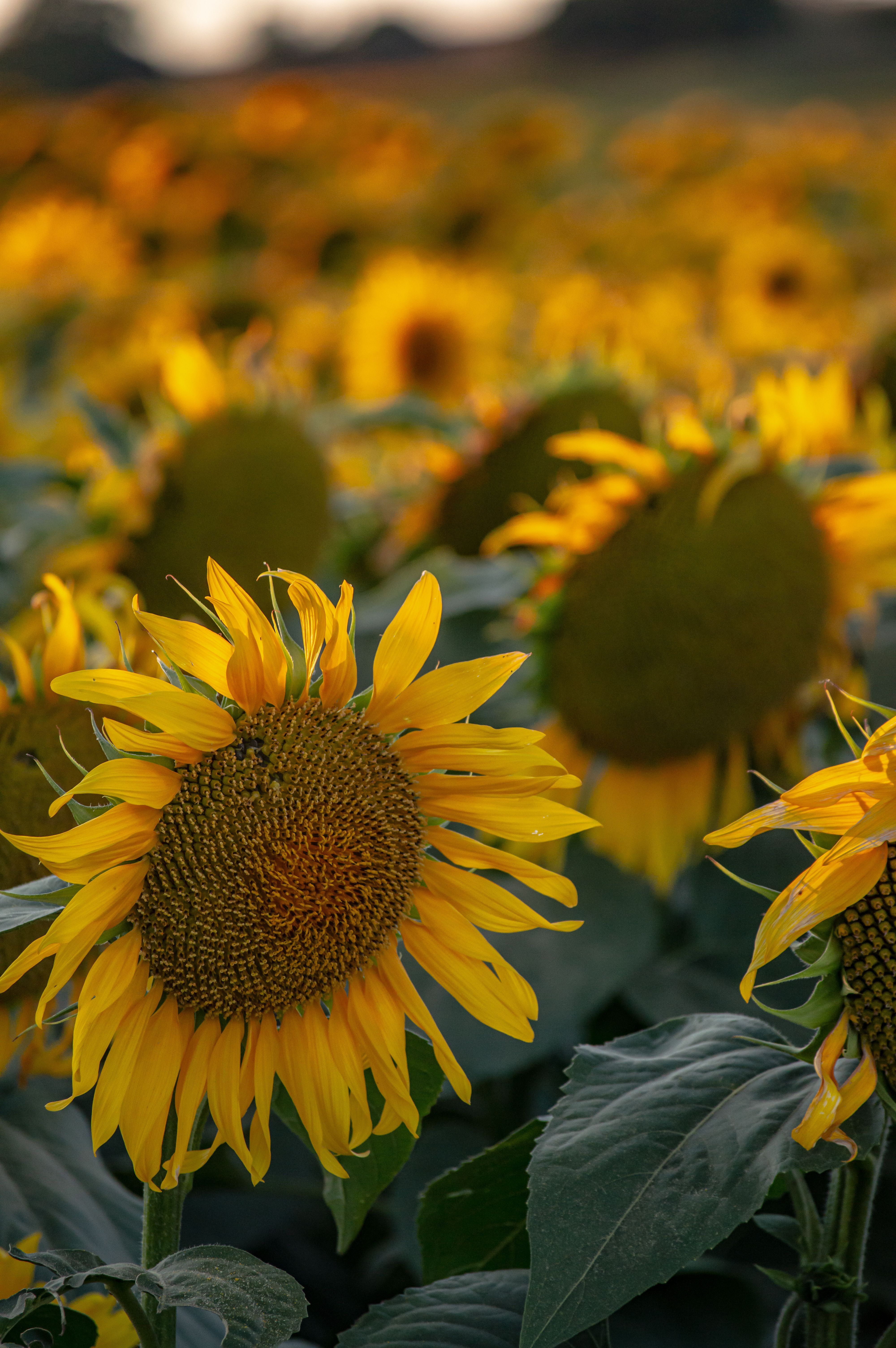 A Sunflower in Close Up Photography · Free Stock Photo