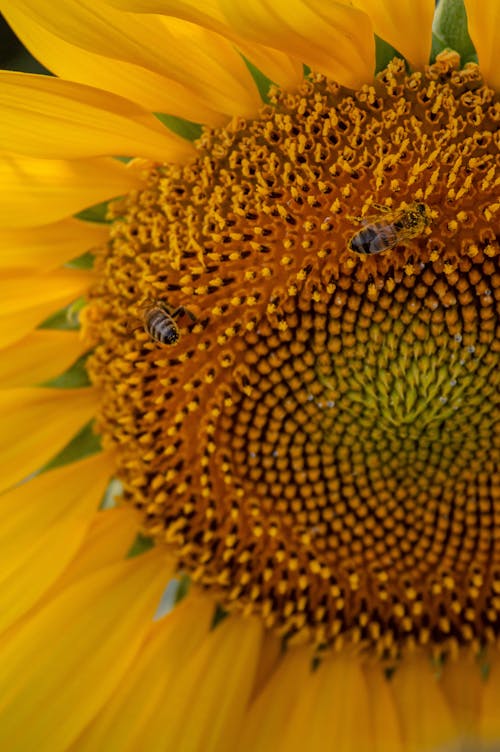 Close Up Photo of Bees on Sunflower