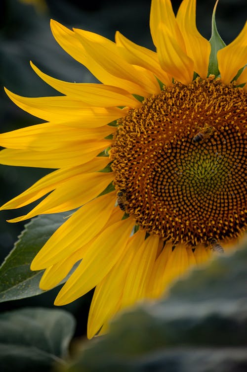 Základová fotografie zdarma na téma detail, jemný, květinová fotografie