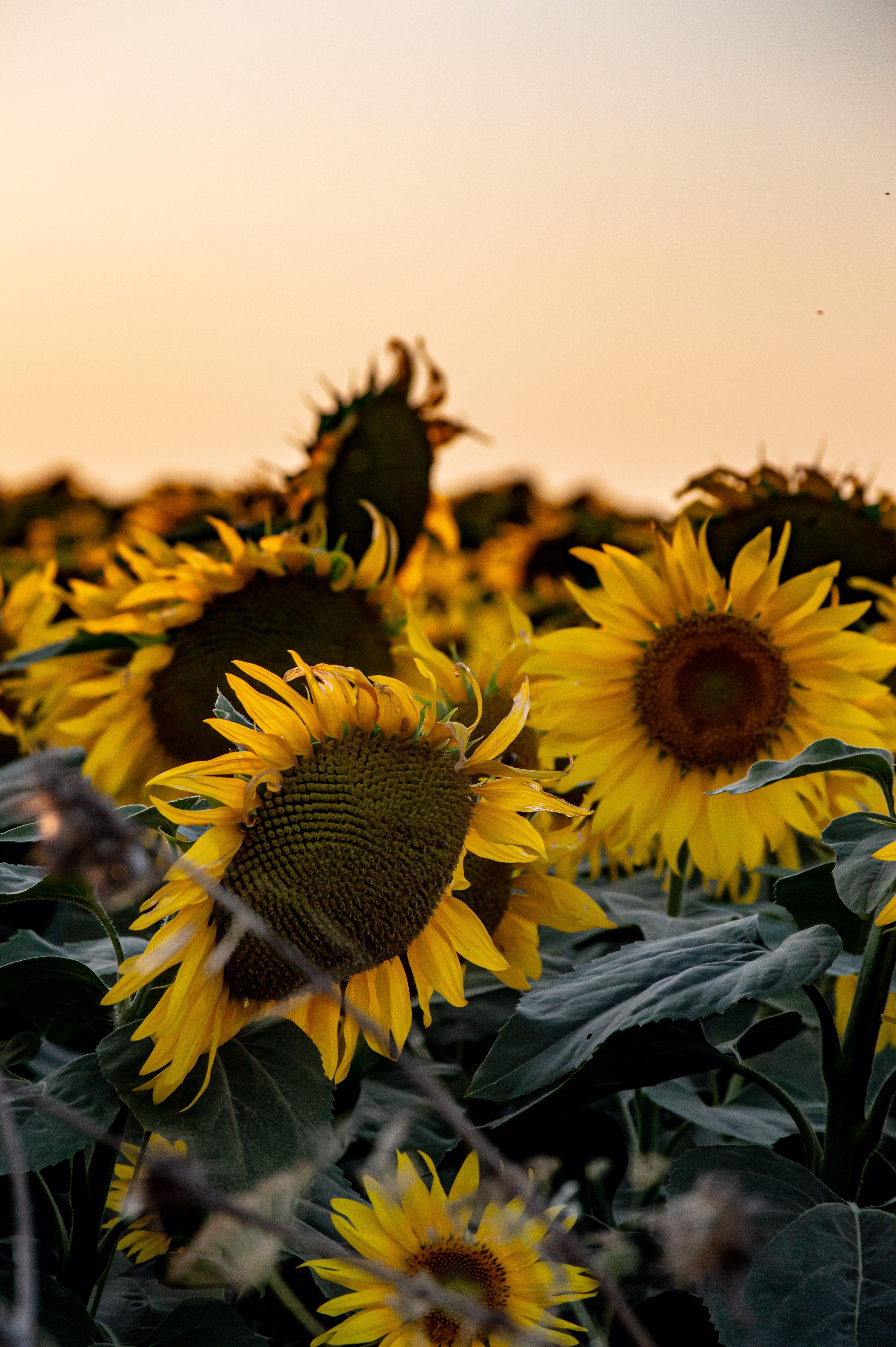 Field of Sunflowers during Golden Hour · Free Stock Photo
