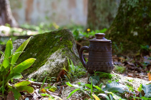 Fotos de stock gratuitas de bosque, de cerca, jarra de arcilla