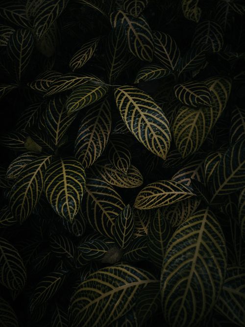Free A detailed view of Sanchezia leaves captured outdoors in Bengaluru, India showcasing rich patterns and textures. Stock Photo