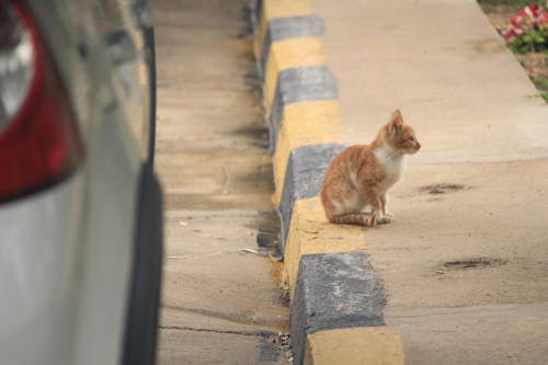 A Cat Sitting on the Gutter