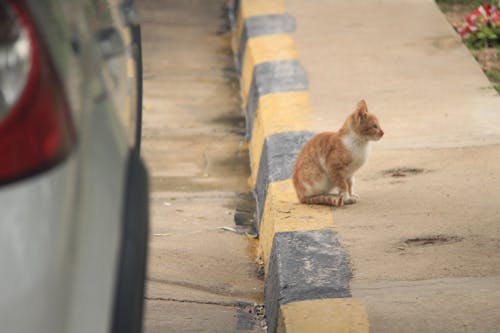 Gratis stockfoto met beest, dakgoot, felidae