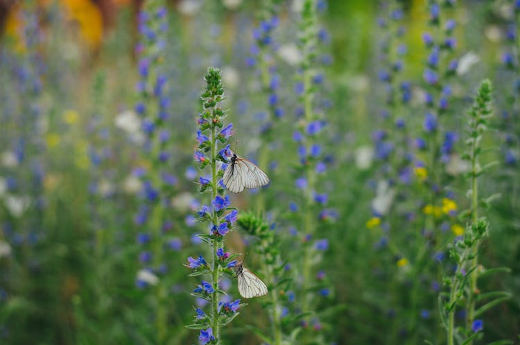 White Butterflies On Purple Flowers