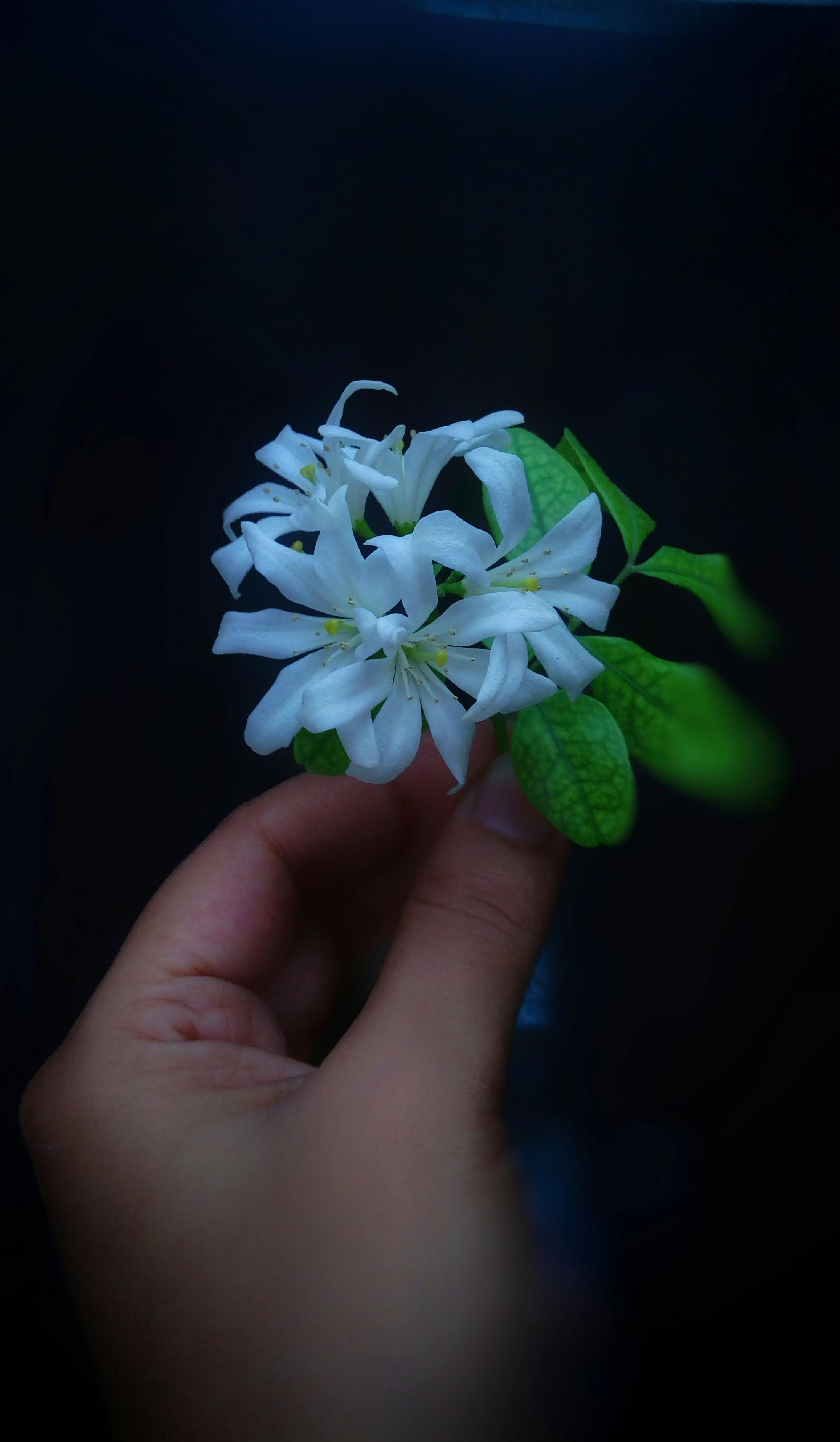 close up photo of white flowers