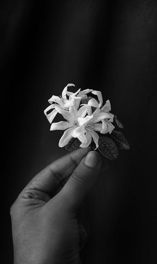 Бесплатное стоковое фото с белые цветы, вертикальный выстрел, держать