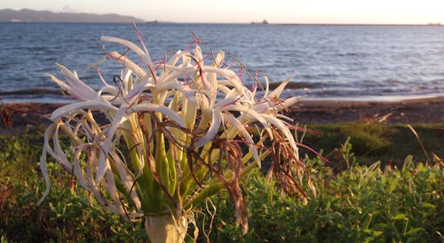 Crinum on the beach