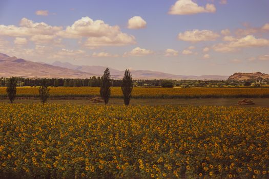 Expansive sunflower field under a bright sky in Kars, Turkey. Perfect for nature lovers.