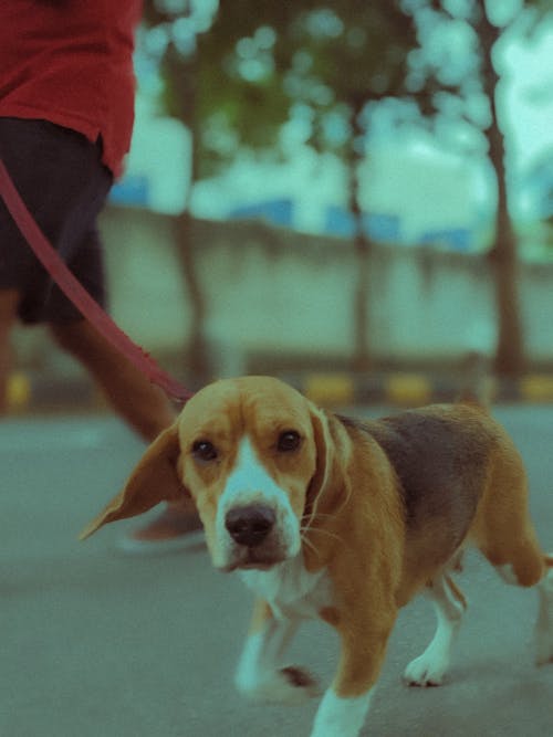 Ingyenes stockfotó állatfotók, beagle, függőleges lövés témában