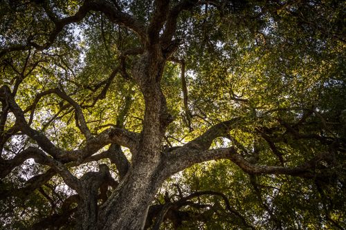 Free A stunning view of an expansive tree canopy, showcasing nature's beauty in South Africa. Stock Photo