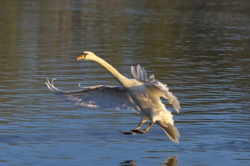Mute Swan Flying over the Water